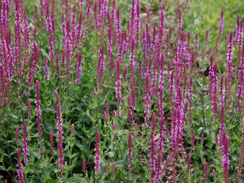 Salvia nemorosa 'Amethyst', 6-pack