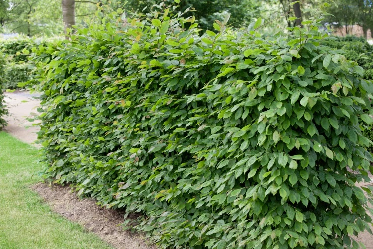 Carpinus betulus, 100-125 cm, 150-pack-Goliat