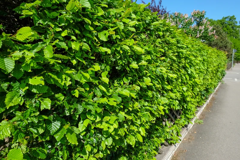 Carpinus betulus, 100-125 cm, 200-pack-Goliat