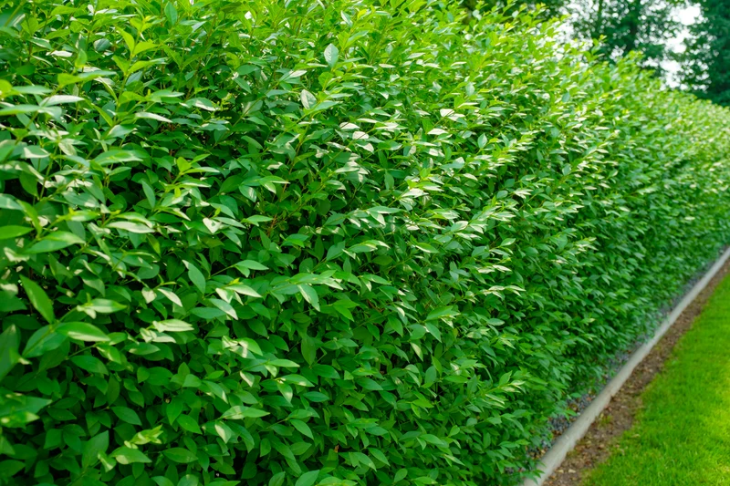 Ligustrum vulg. var. Ital. 'Liga', 125-150 cm, 150-pack-Goliat