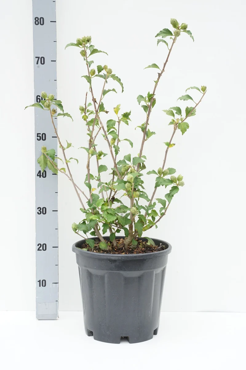 Hibiscus syriacus 'Hamabo' C7,5 (7,5 liters kruka) 50-60 cm