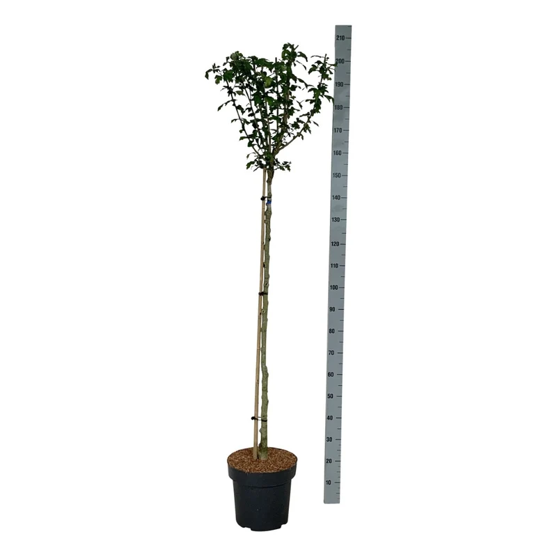 Hibiscus syriacus 'Marina' 150-175 cm rotklump