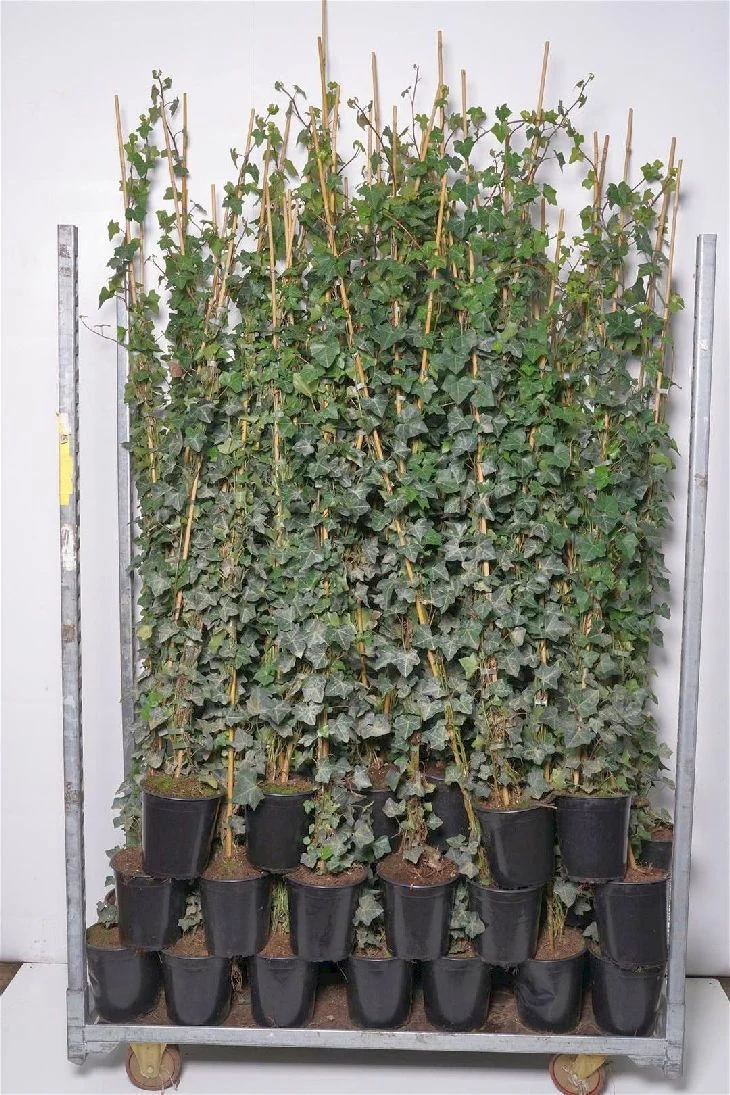 Hedera hibernica 40-60 cm C1,5 (1,5 liters kruka)