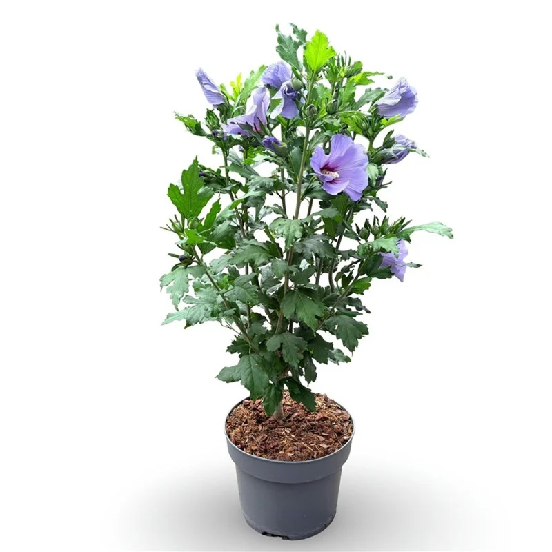 Hibiscus syriacus 'Oiseau Bleu' 150-175 cm rotklump