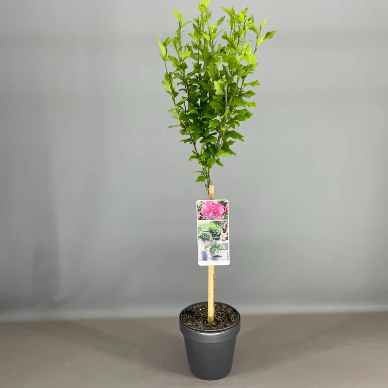 Hibiscus syriacus 'Magenta Chiffon'® C10 (10 liters kruka) 80-100 cm