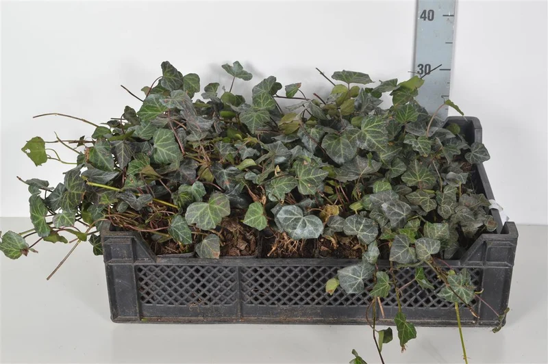 Hedera helix 'Woerner' 9 cm kruka 15-20 cm
