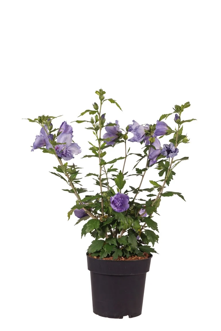 Hibiscus syr. 'Blue Chiffon' C10 (10 liters kruka) 60-80 cm