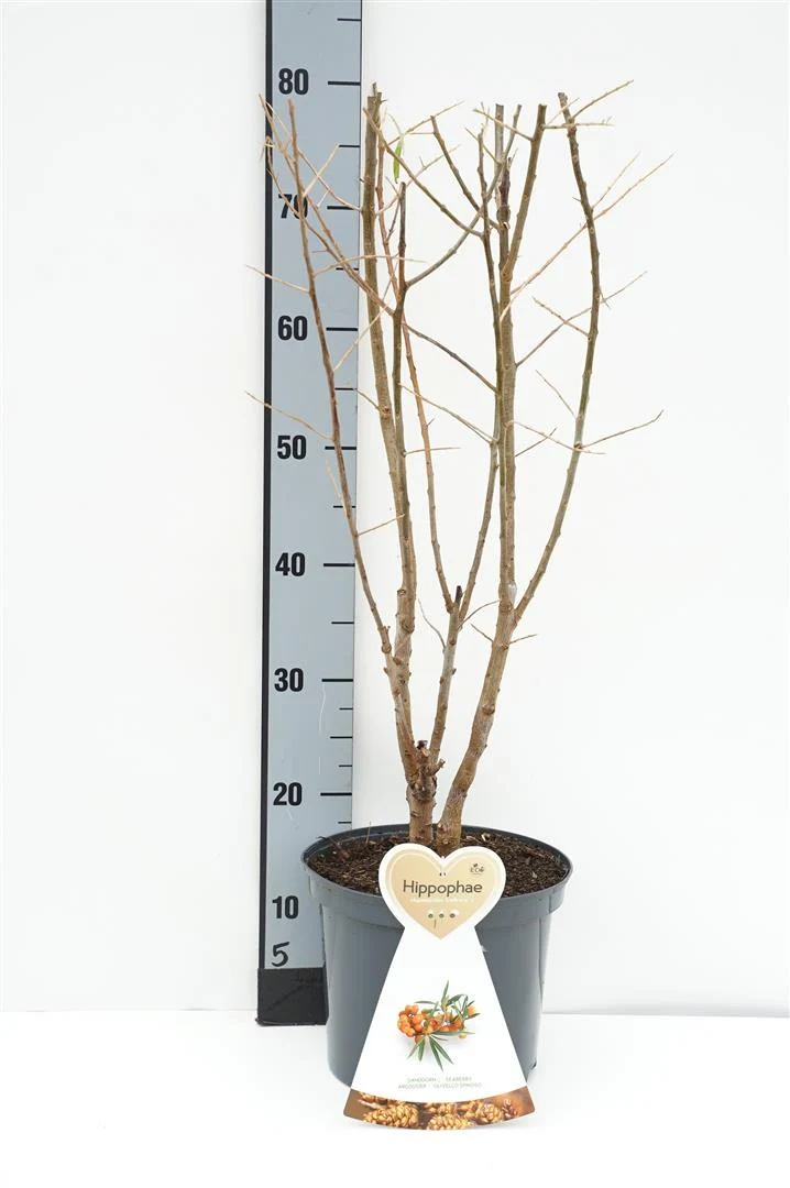 Hippophae rhamn. 'Leikora' (honplanta) C5 (5 liters kruka) Buske