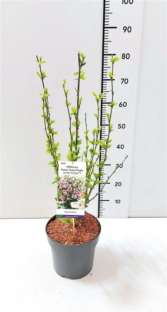 Hibiscus syr. 'Flower Tower Purple'® C5 (5 liters kruka) 60-80 cm