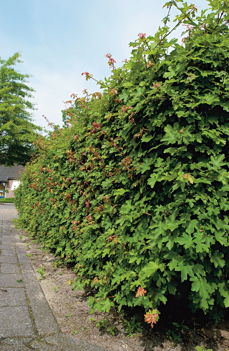 Acer campestre, 50-80 cm, 150-pack