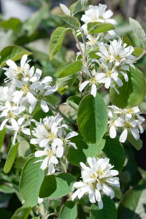Amelanchier alnifolia, 50-80 cm, 200-pack