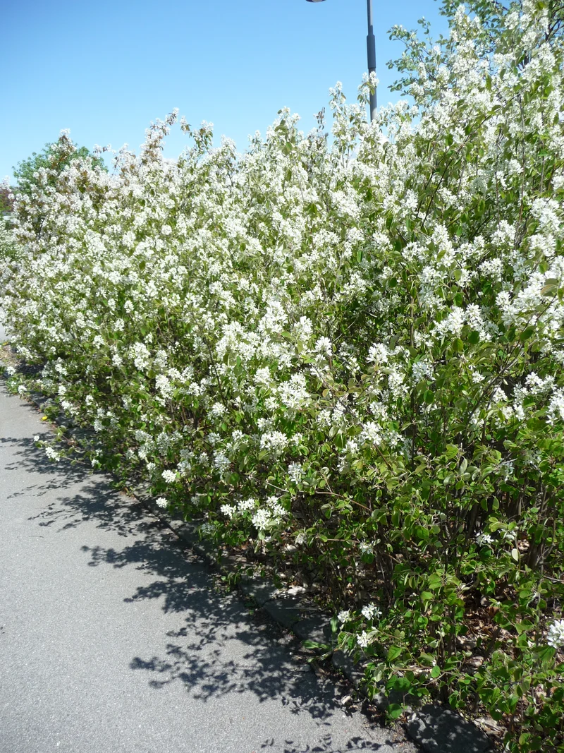 Amelanchier spicata, 50-80 cm, 150-pack