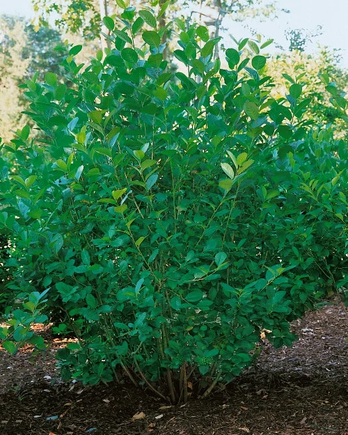 Aronia ? prunifolia 'Elata', 10-pack