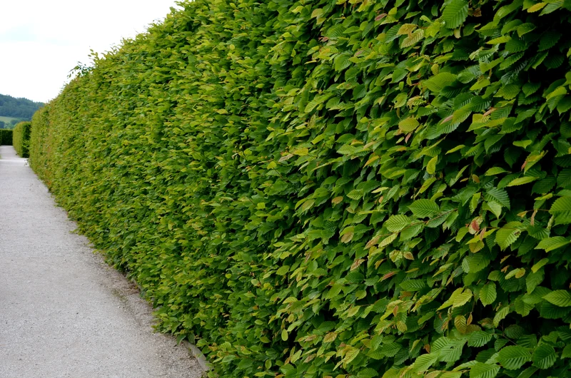 Carpinus betulus, 30-50 cm, 200-pack
