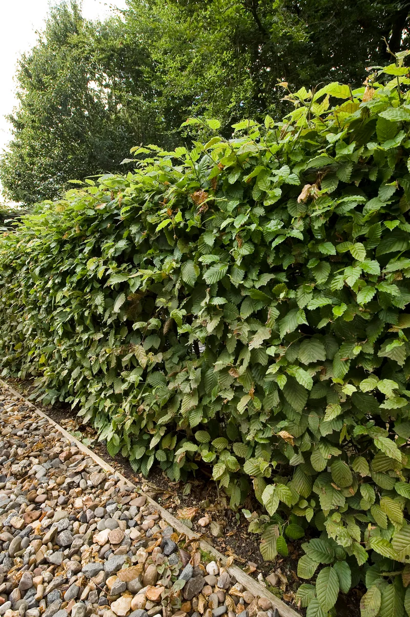 Carpinus betulus, 60-100 cm, 150-pack