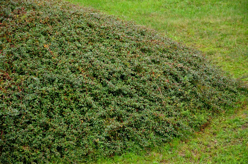 Cotoneaster x suecicus 'Coral Beauty', 20-40 cm, 150-pack
