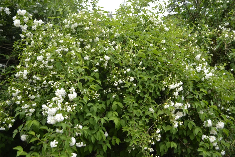 Crataegus intricata, 60-100 cm, 150-pack