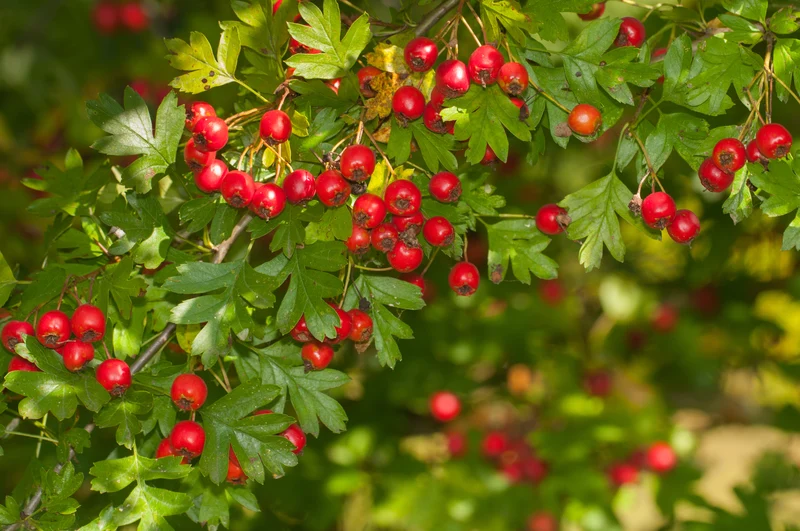 Crataegus monogyna, 50-80 cm, 150-pack