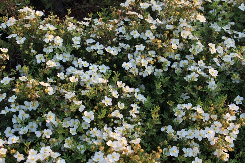 Dasiphora 'Abbotswood', 30-50 cm, 200-pack