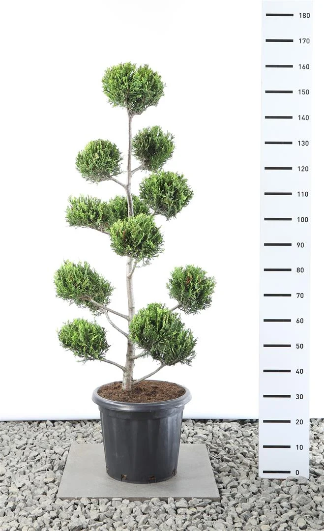 Cupressocyparis l. 'Castlewellan' MULTIB 80-100 cm C20 (20 liters kruka)