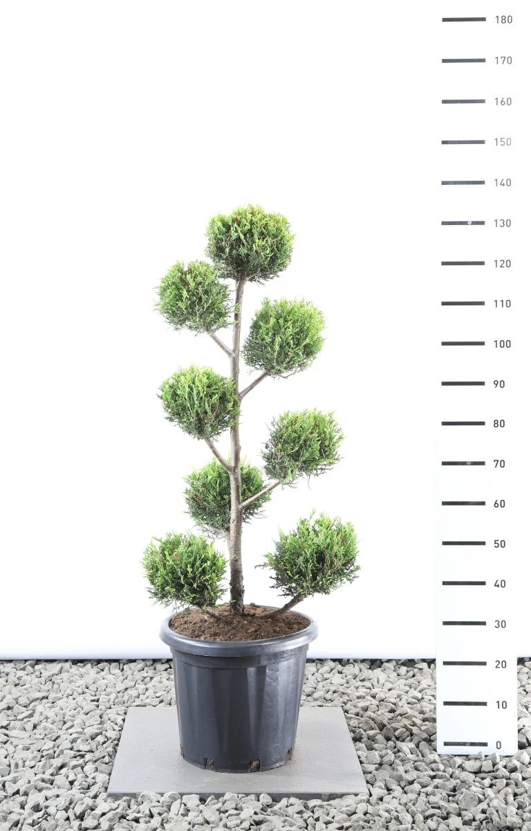 Cupressocyparis l. 'Castlewellan' Multiboll 80-100 cm EXTRA C25 (25 liters kruka)