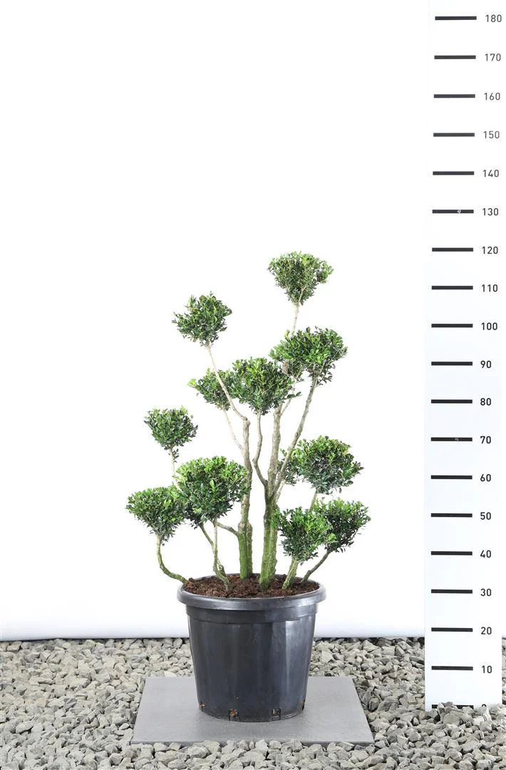 Buxus sempervirens MULTIB. 80-100 cm C25 (25 liters kruka)