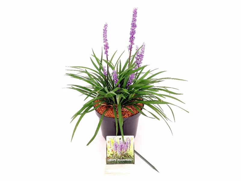 Liriope muscari 'Moneymaker' C3 (3 liters kruka) 20-30 cm