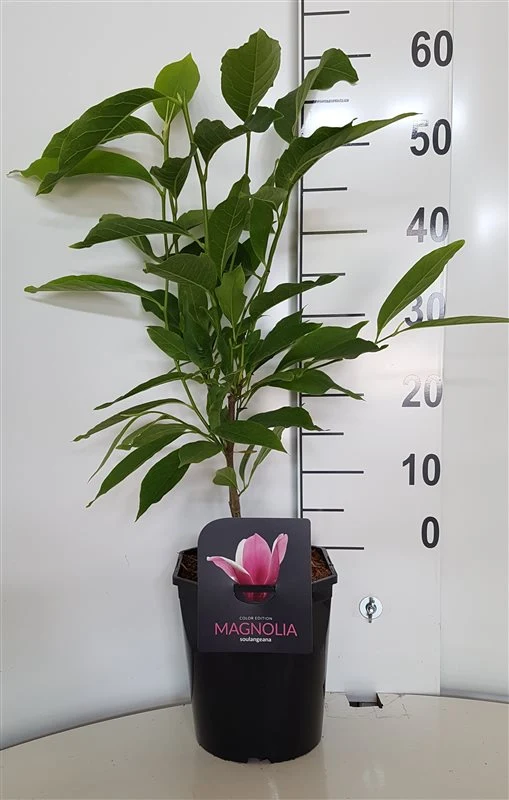 Magnolia soulangeana 50-60 cm C4,5 (4,5 liters kruka)