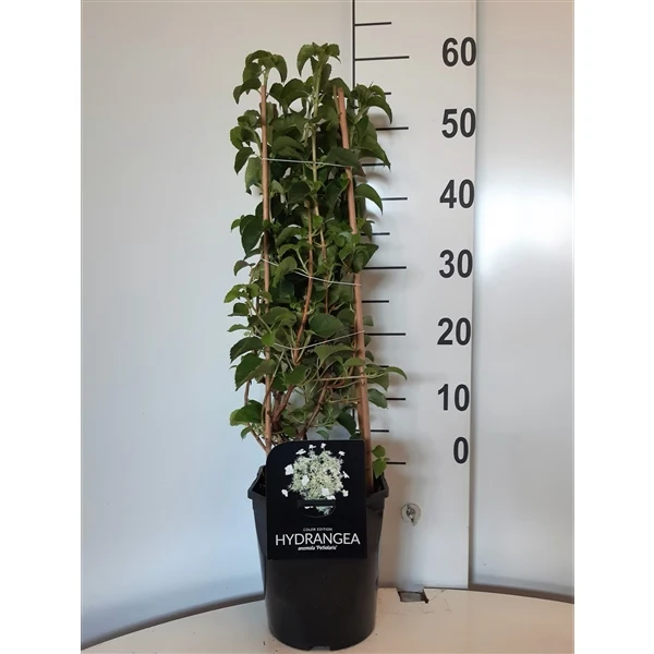 Hydrangea anomala petiolaris C4,5 (4,5 liters kruka) 50-60 cm