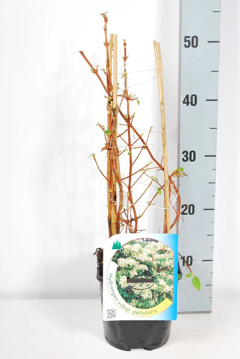 Hydrangea anomala petiolaris C2 (2 liters kruka) 30-40 cm