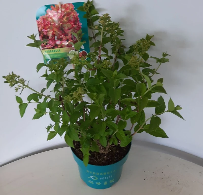 Hydrangea pan. 'Petite Cherry'® 30-40 cm, C3 (3 liters kruka)