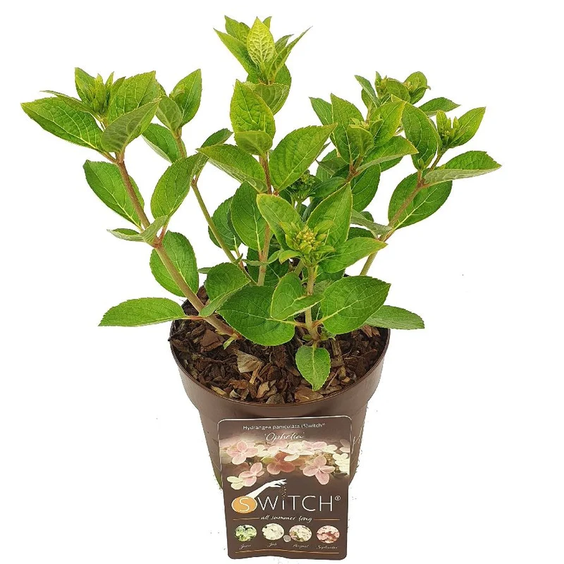 Hydrangea pan. (S)witch® 'Ophelia' C3 (3 liters kruka) 25-30 cm