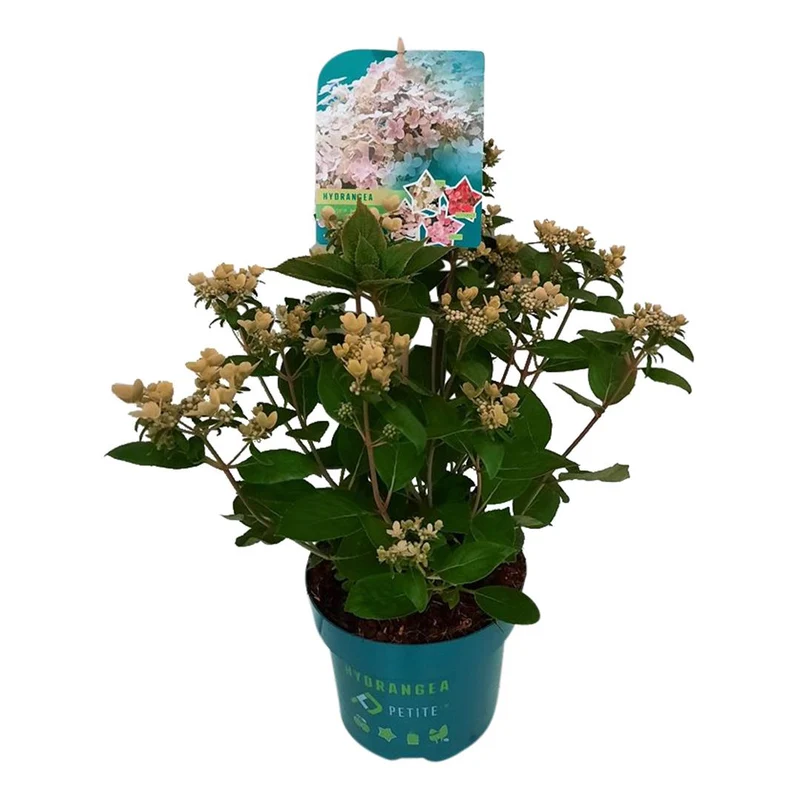 Hydrangea pan. 'Petite Polestar'® C3 (3 liters kruka) / 19 cm kruka 25-30 cm