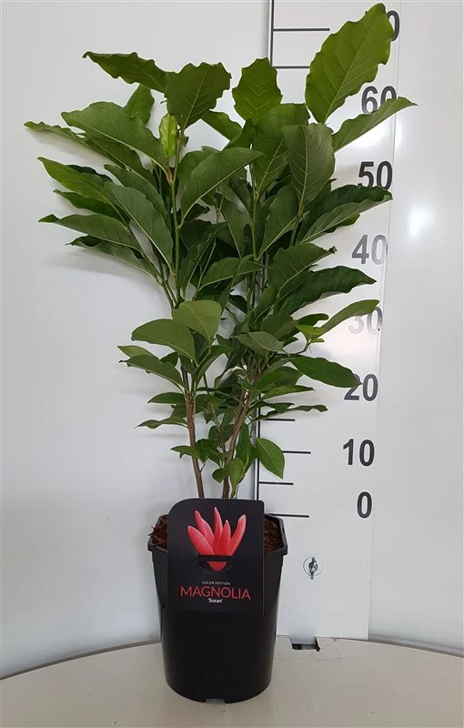 Magnolia 'Susan' 50-60 cm, C4,5 (4,5 liters kruka)