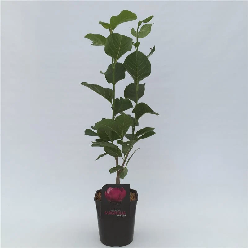 Magnolia 'Black Tulip' C4,5 (4,5 liters kruka) 50-60 cm 2-3 grenar