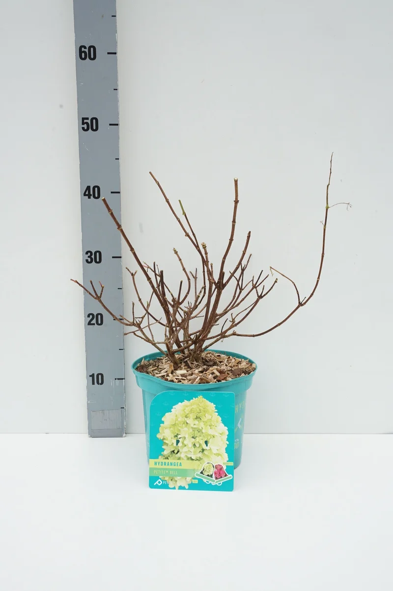 Hydrangea pan. 'Petite Bell'® C3 (3 liters kruka) 30-40 cm
