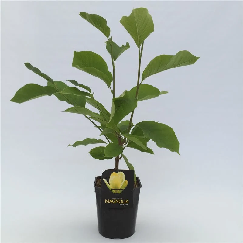 Magnolia 'Yellow River' 50-60 cm C4,5 (4,5 liters kruka)