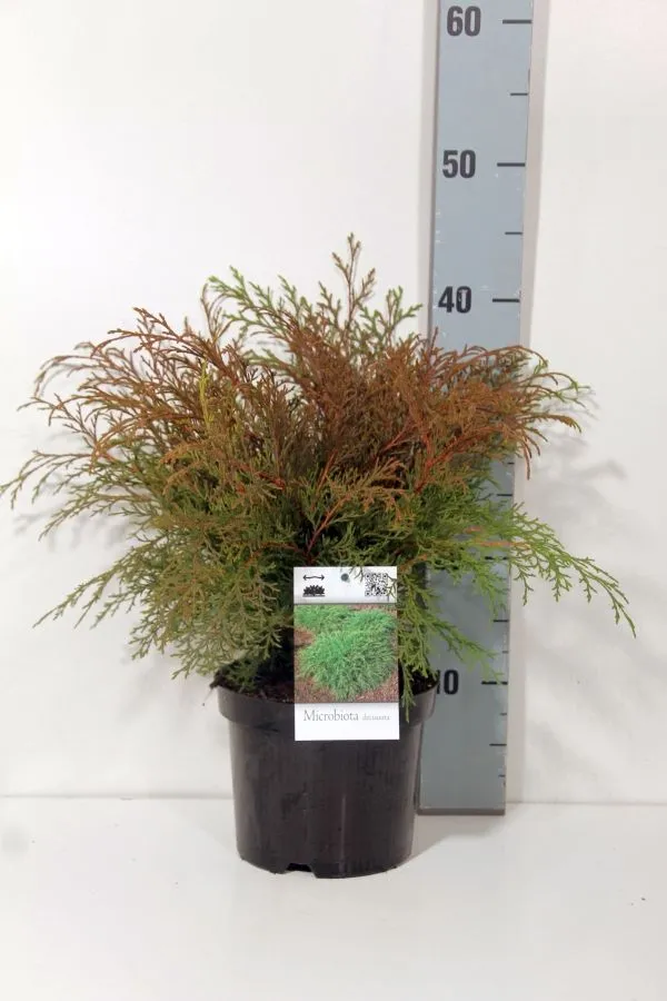 Microbiota decussata C2 (2 liters kruka) 20-25 cm