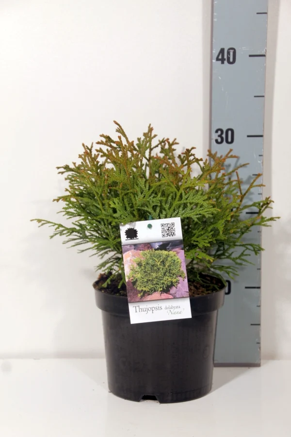 Thujopsis d. 'Nana' C2 (2 liters kruka) 10-15 cm