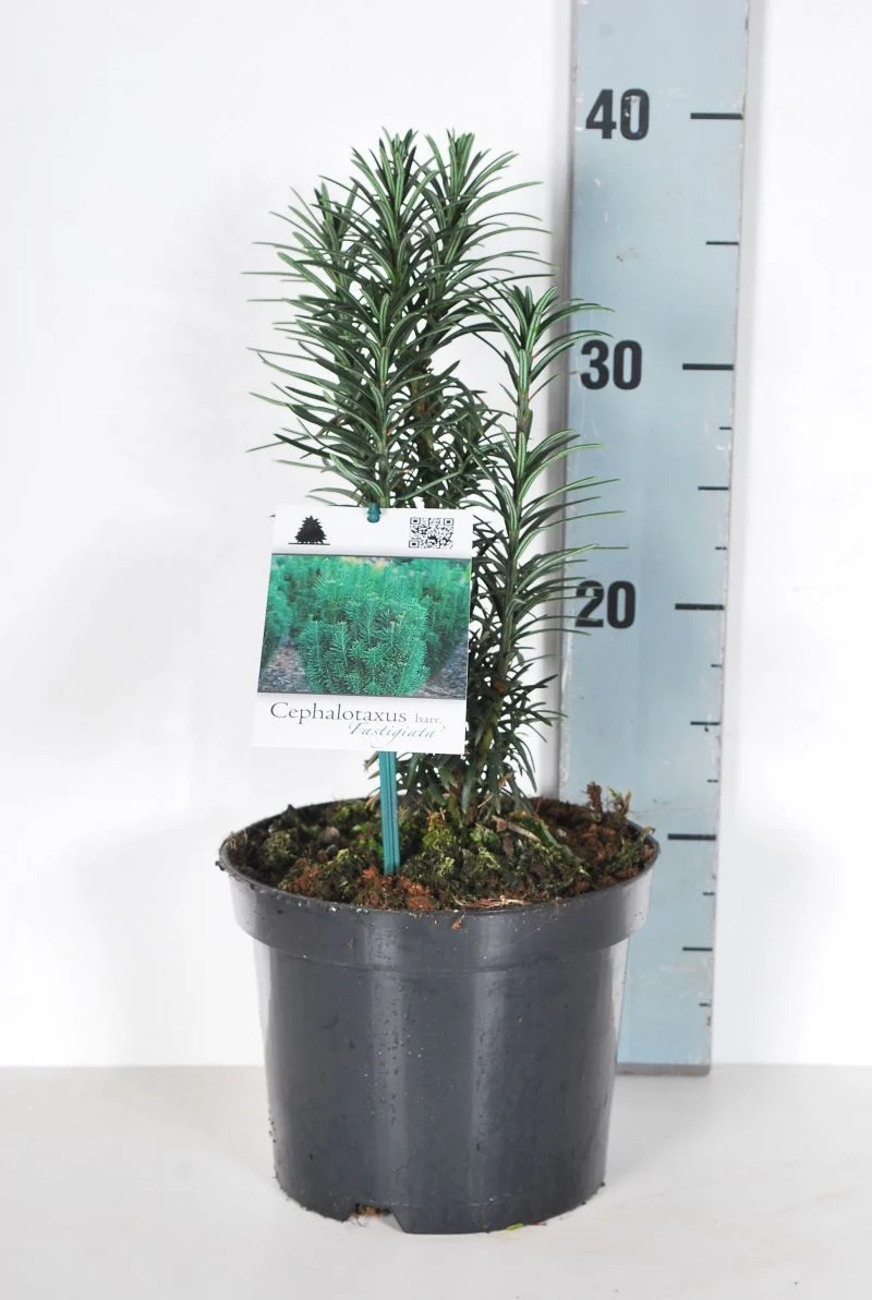 Cephalotaxus harringtonia 'Fastigiata' 25-30 cm, C2 (2 liters kruka)