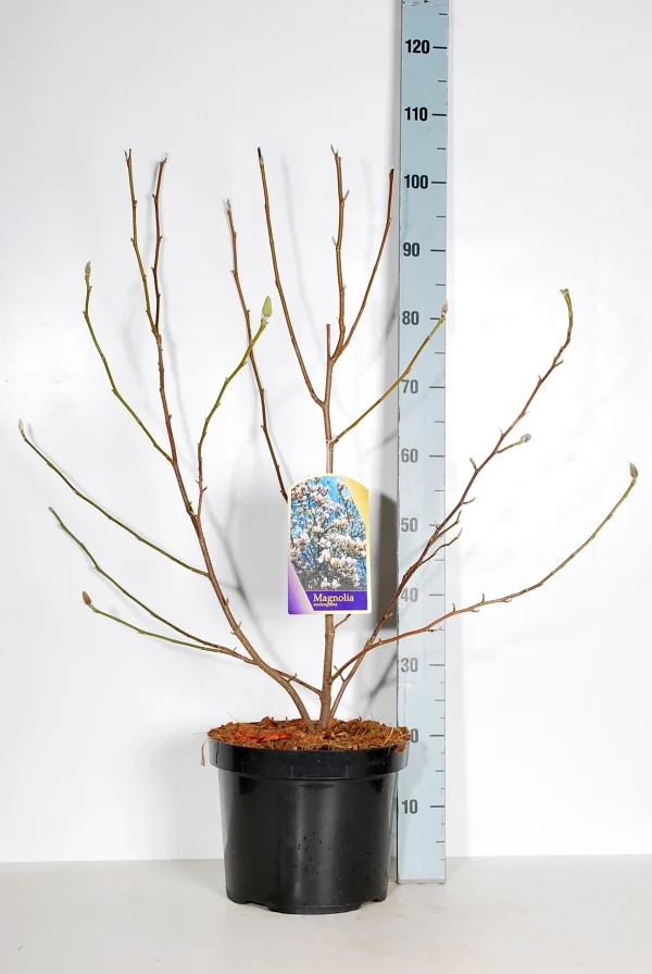 Magnolia soulangeana C10 (10 liters kruka) 60-80 cm