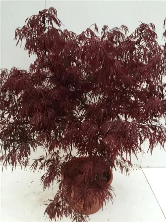 Acer palmatum 'Garnet' C15 (15 liters kruka) 60-80 cm
