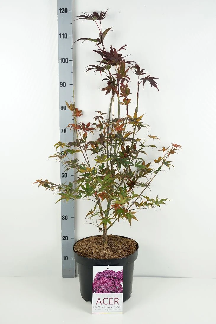 Acer pal. 'Bloodgood' C10 (10 liters kruka) 60-70 cm