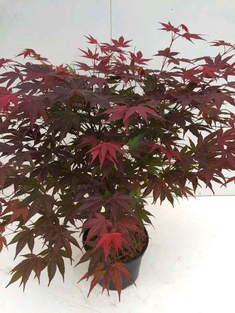 Acer palmatum 'Atropurpureum' C5 (5 liters kruka) 50-60 cm