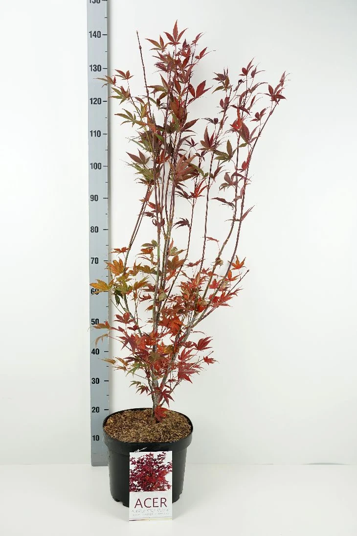 Acer palmatum 'Atropurpureum' C10 (10 liters kruka) 60-70 cm