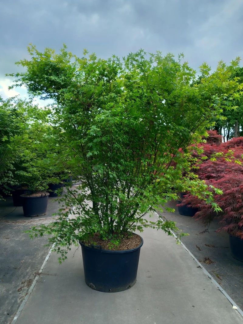 Acer palmatum C160 (160 liters kruka) 200-225 cm