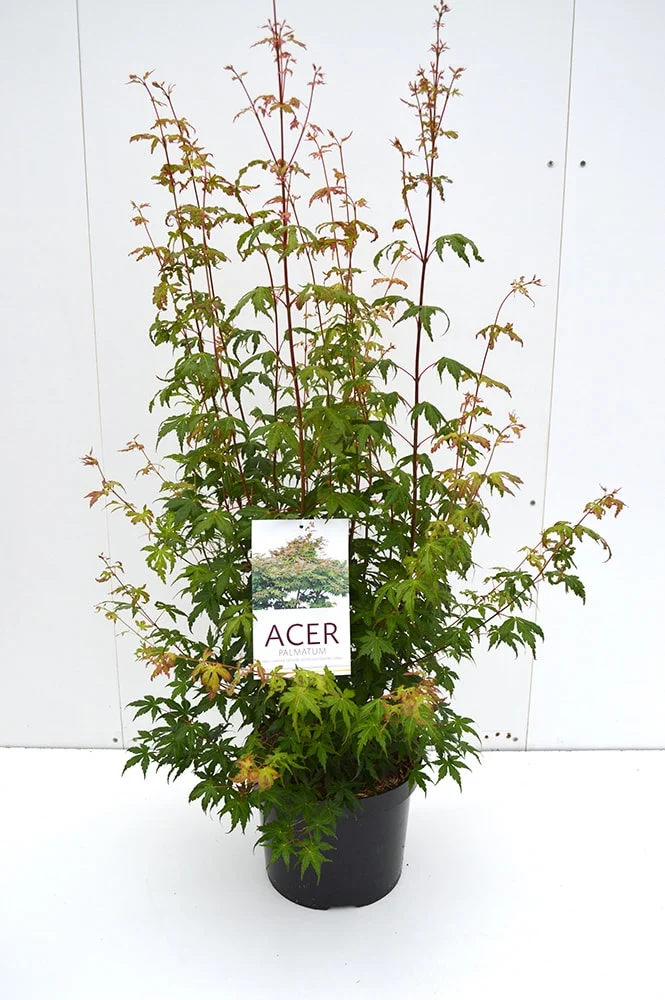 Acer palmatum C10 (10 liters kruka) 80+ cm