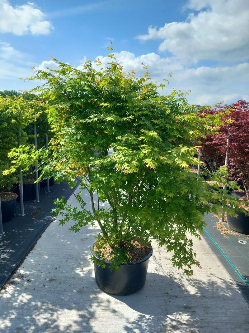 Acer palmatum C65 (65 liters kruka) 140-160 cm