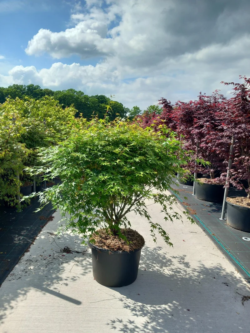 Acer palmatum C50 (50 liters kruka) 120-140 cm