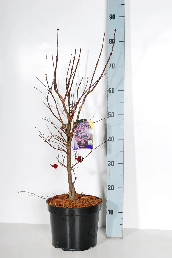 Acer palmatum 'Bloodgood' 60-70 cm, C5 (5 liters kruka)